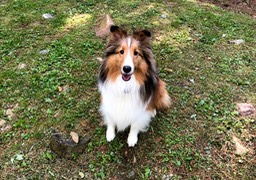 MaggieMSheltie