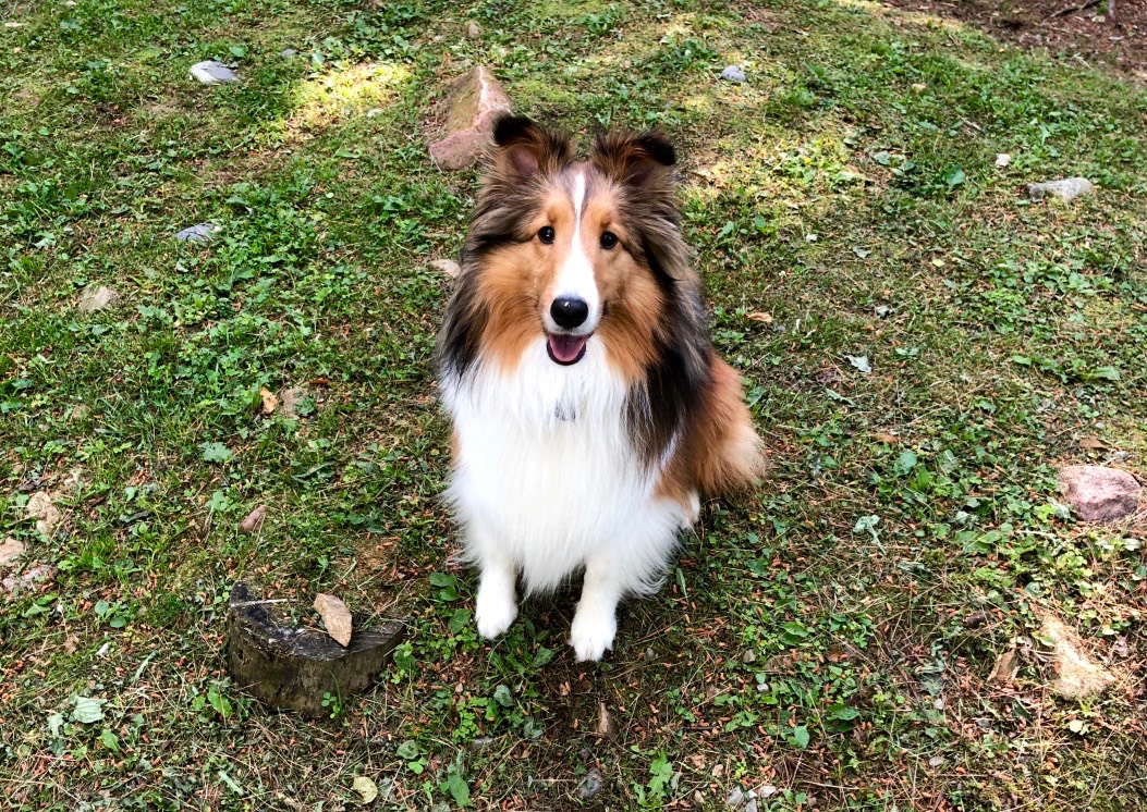 MaggieMSheltie